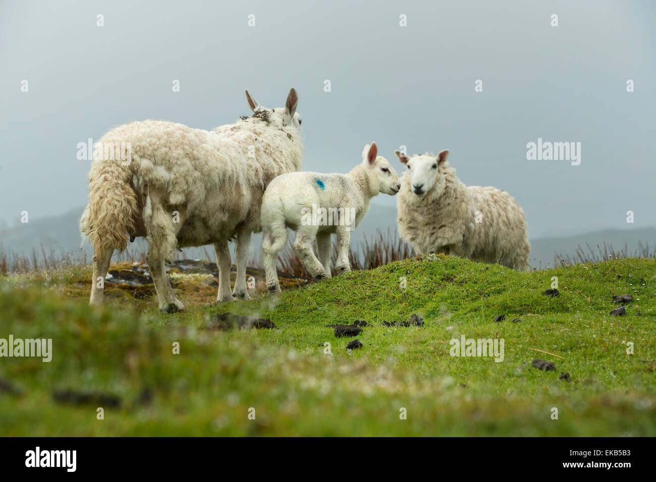 Family of sheep on the meadow, Scotland Stock Photo