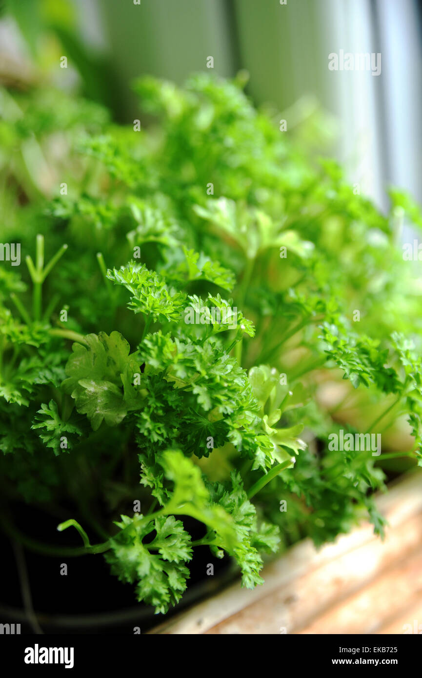Curly Leaf Parsley High Resolution Stock Photography and Images Alamy