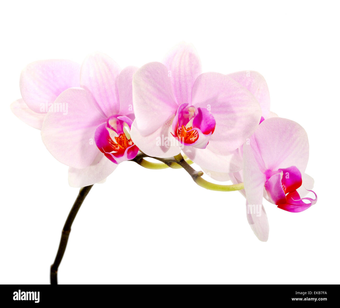 orchid flower isolated on white Stock Photo - Alamy
