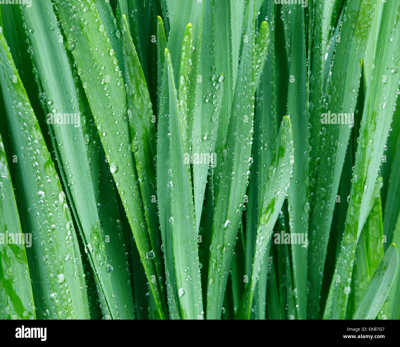 closeup green grass with water drops Stock Photo - Alamy