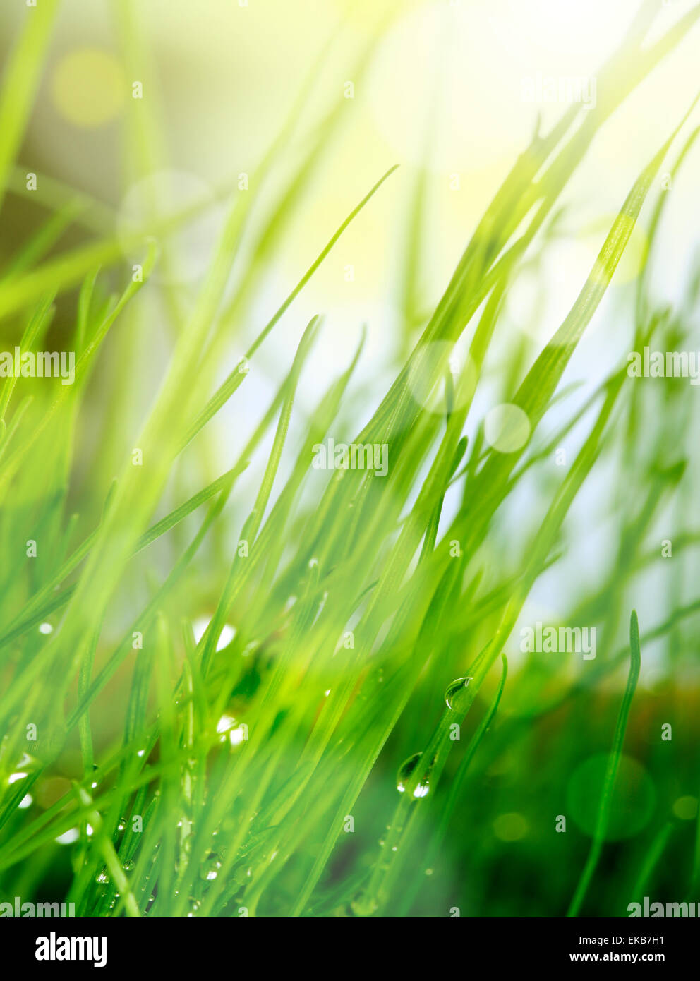 soft blur green grass background Stock Photo - Alamy