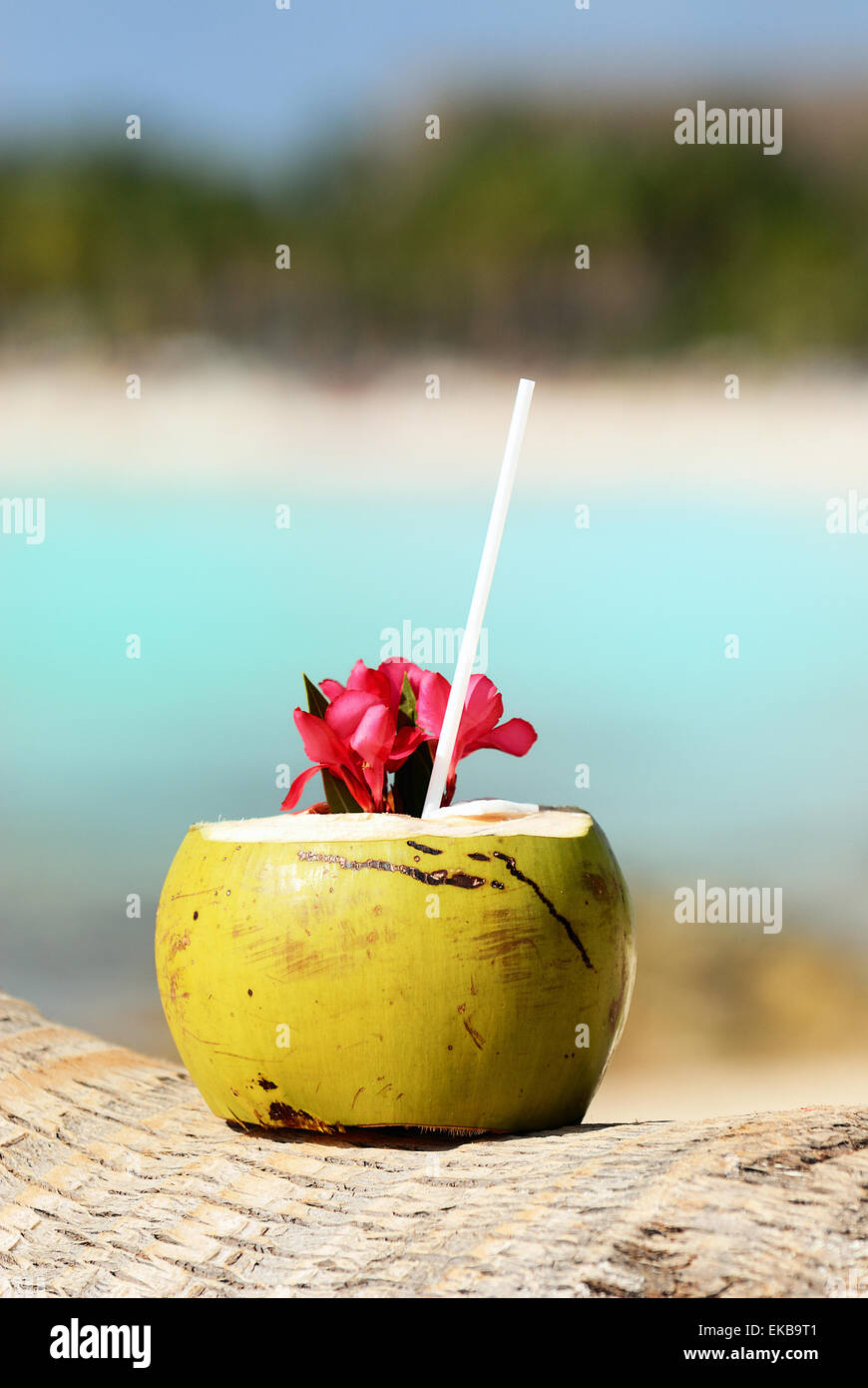 coconuts on the beach Stock Photo Alamy