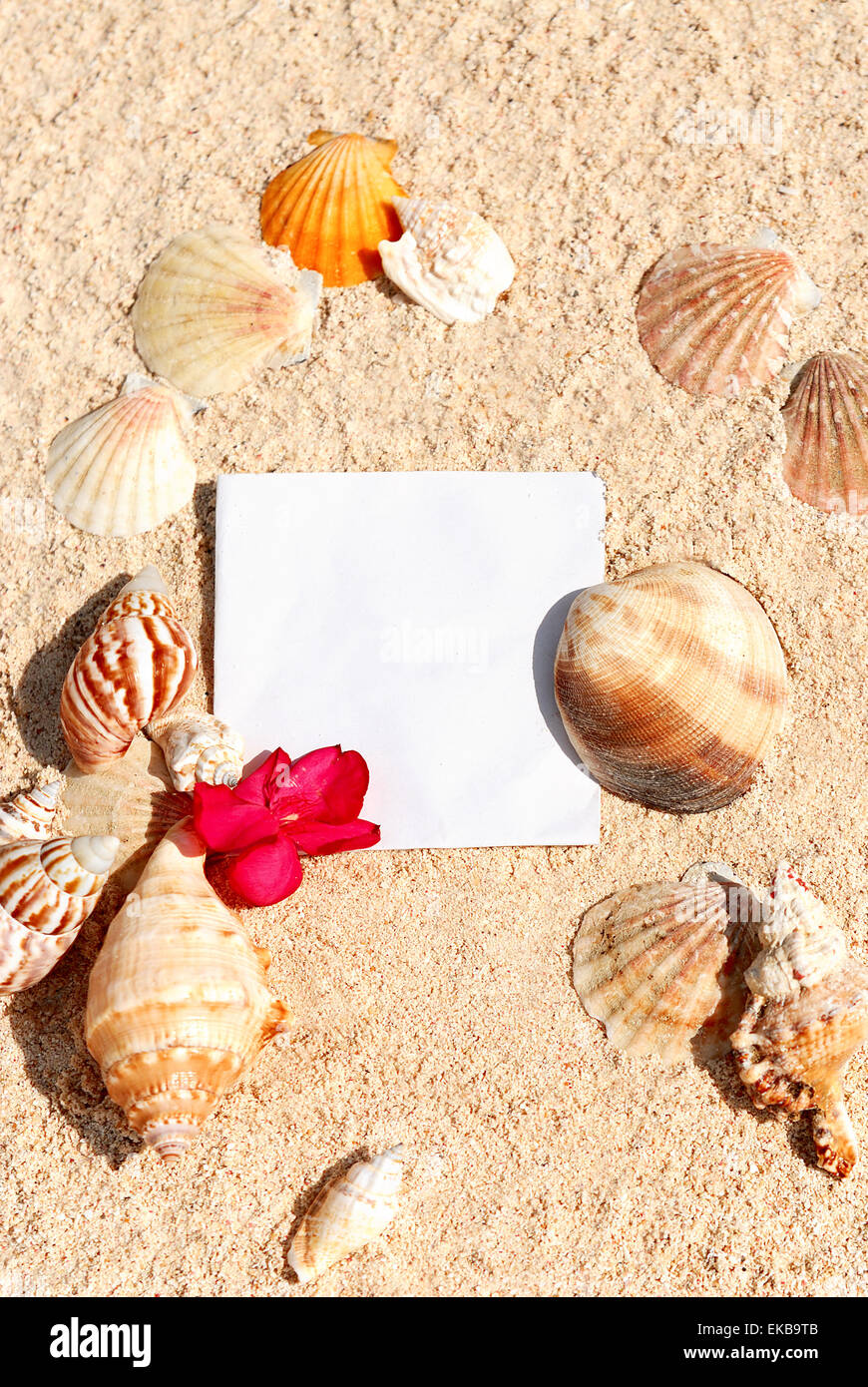 Blank paper beach sand starfish shells summer Stock Photo