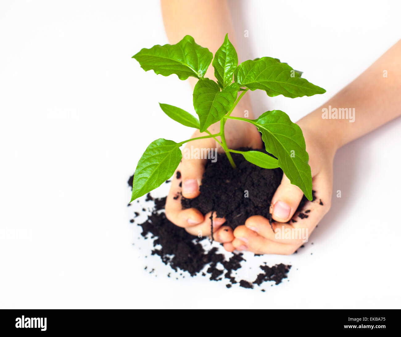Small plant cupped in child's hands Stock Photo
