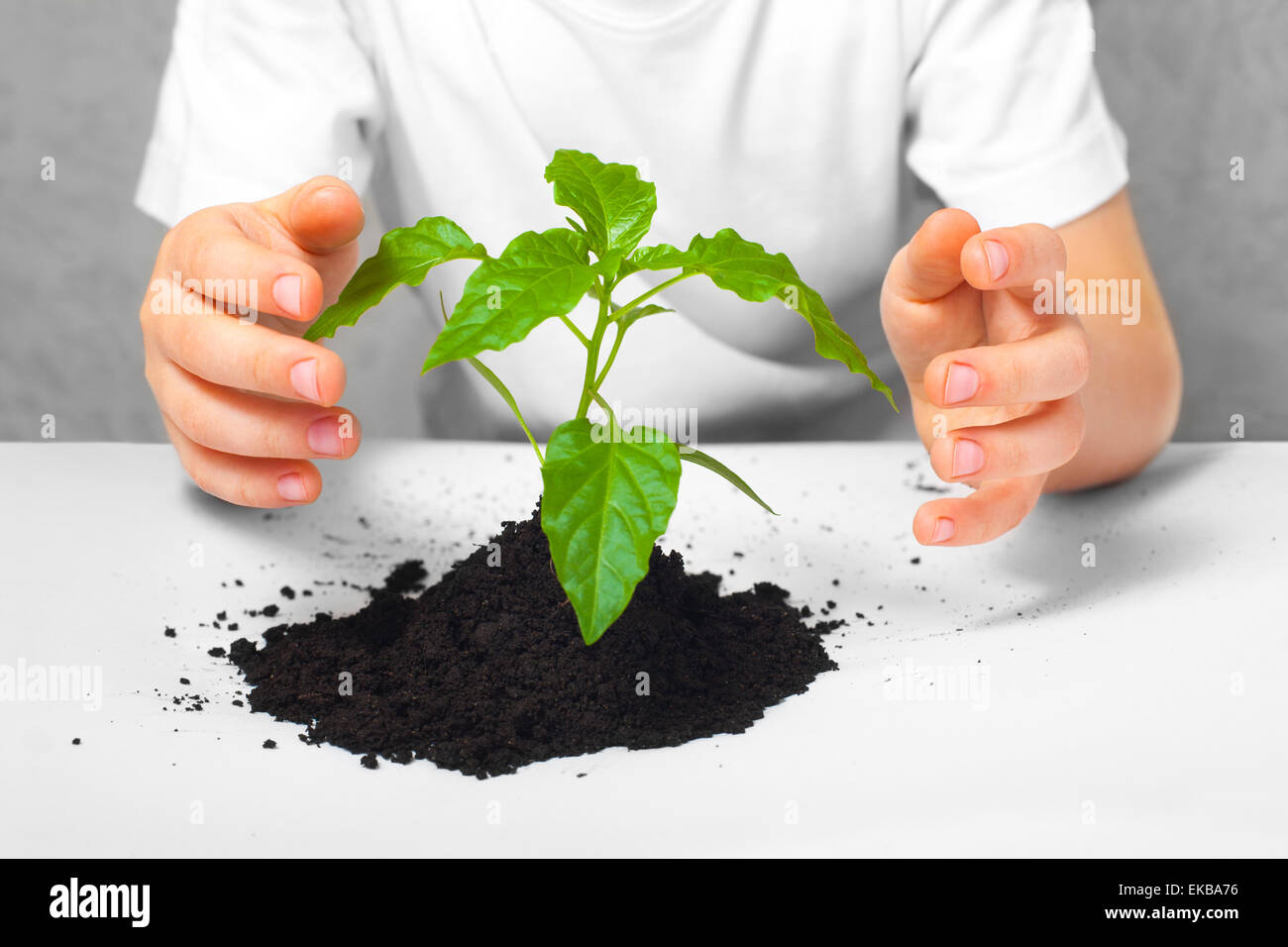 Small plant cupped in child's hands Stock Photo - Alamy