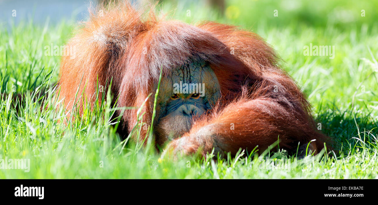 oran utan in the grass Stock Photo - Alamy