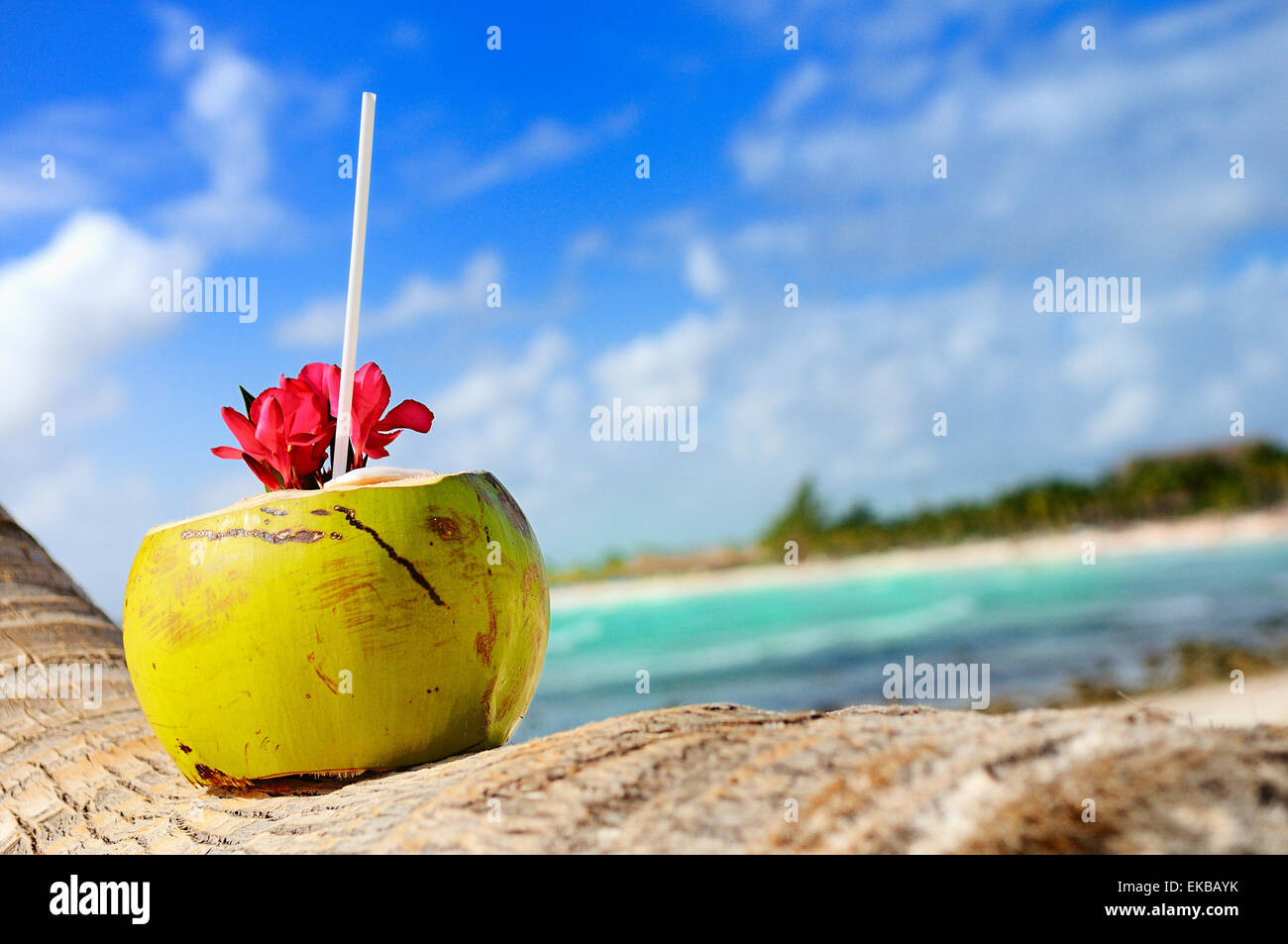 coconuts on the beach Stock Photo Alamy