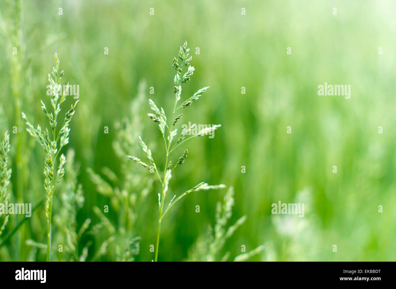 Lawn art design grass hi-res stock photography and images - Alamy