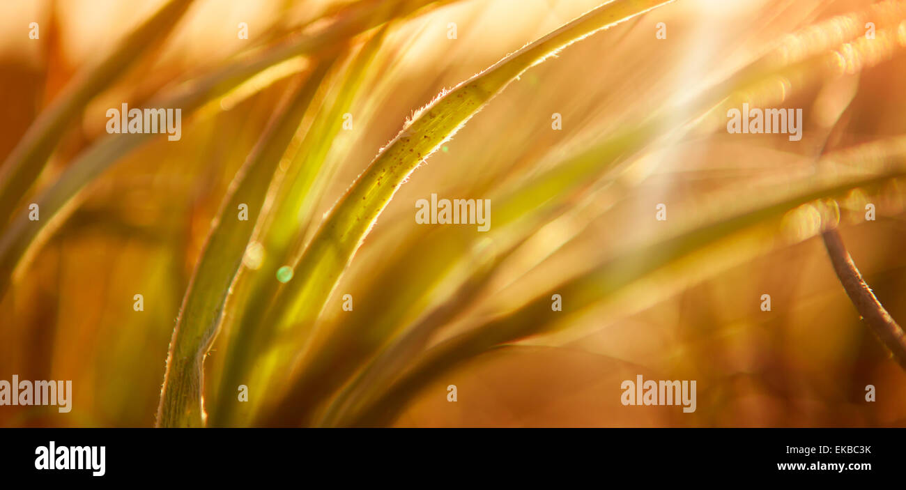 Abstract Grass Background Stock Photo