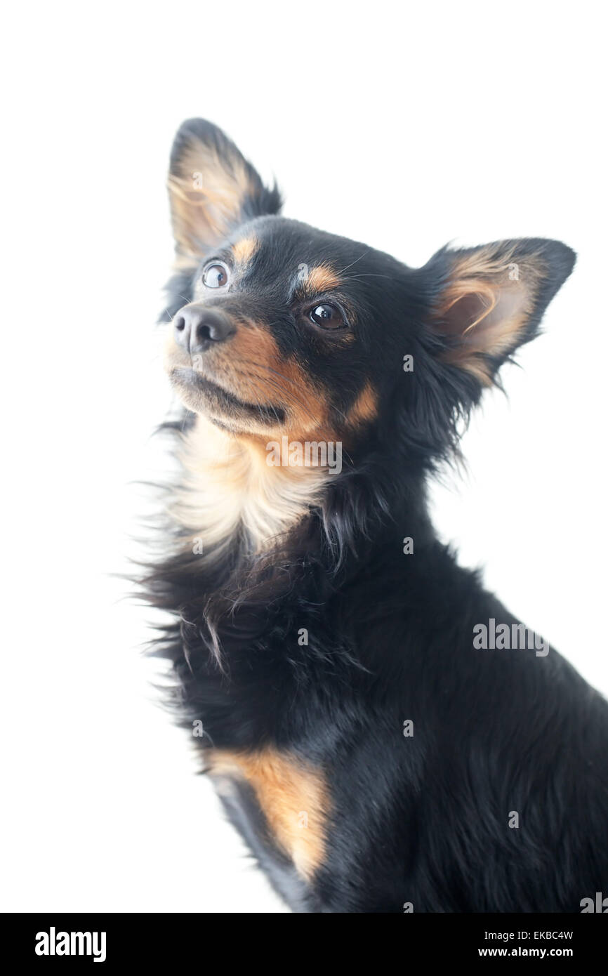 portrait of black russian toy terrier isolated on white Stock Photo