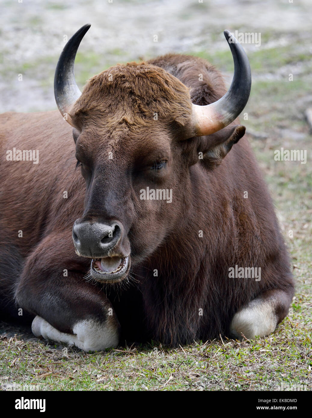 Gaur horns hi-res stock photography and images - Alamy
