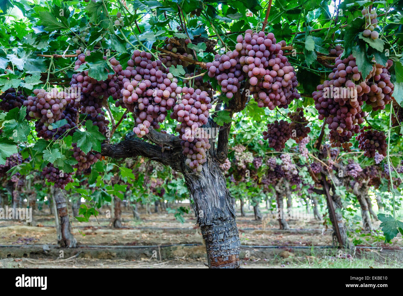 Red Globe Grapes High Resolution Stock Photography And Images Alamy
