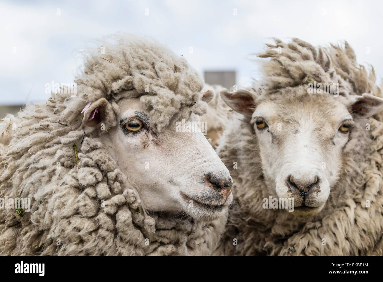 Sheep waiting to be shorn at Long Island sheep Farms, outside Stanley, Falkland Islands, South America Stock Photo