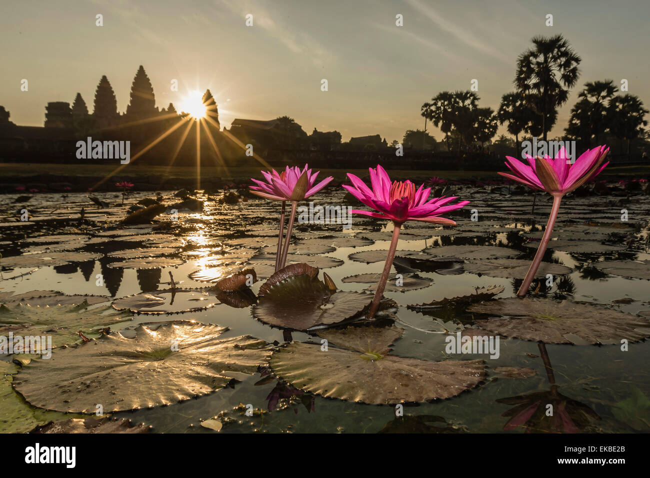 Sunrise over the west entrance to Angkor Wat, Angkor, UNESCO, Siem Reap, Cambodia, Indochina, Southeast Asia, Asia Stock Photo