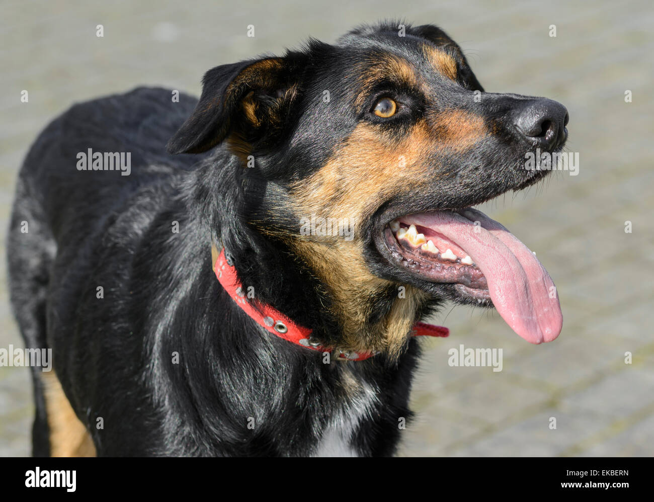Black and tan male Australian Kelpie (dog), standing with it's tongue out. Stock Photo