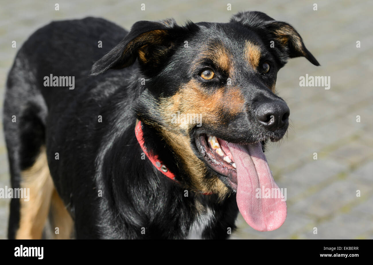 Can A Australian Kelpie Guard A Home