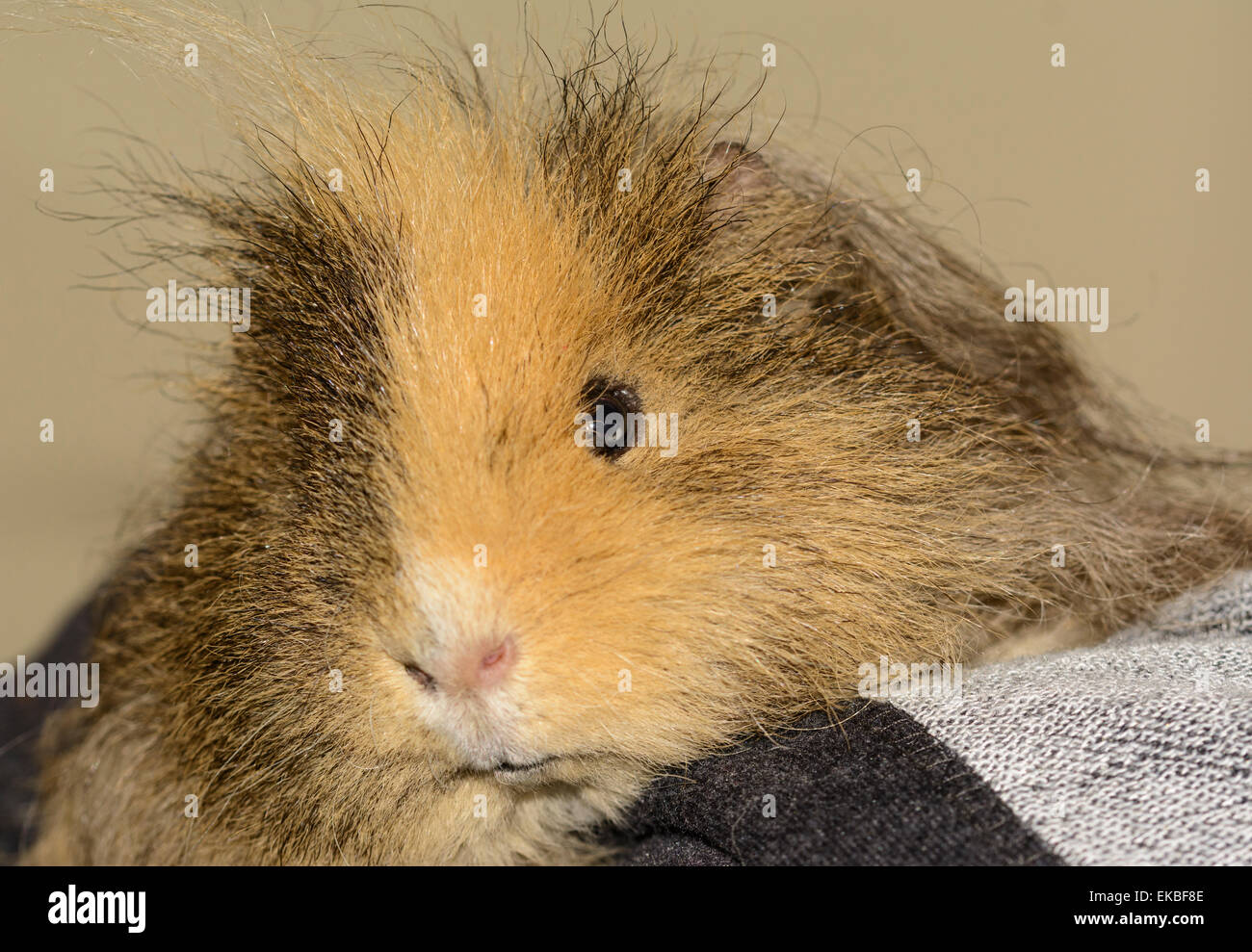 Cuddly long haired male guinea pig pet sitting on the arm of a chair. Stock Photo