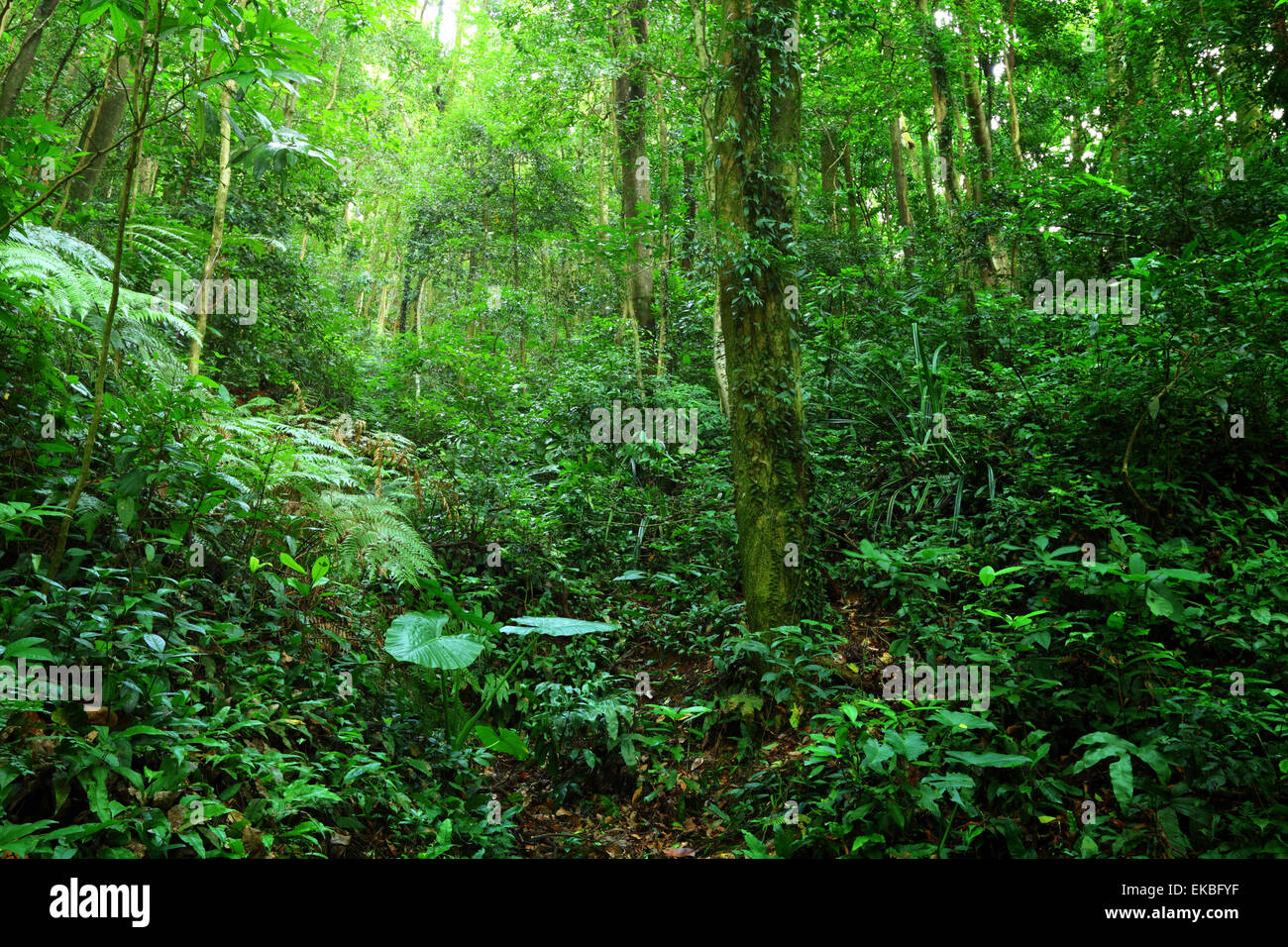 Jungle park hi-res stock photography and images - Alamy