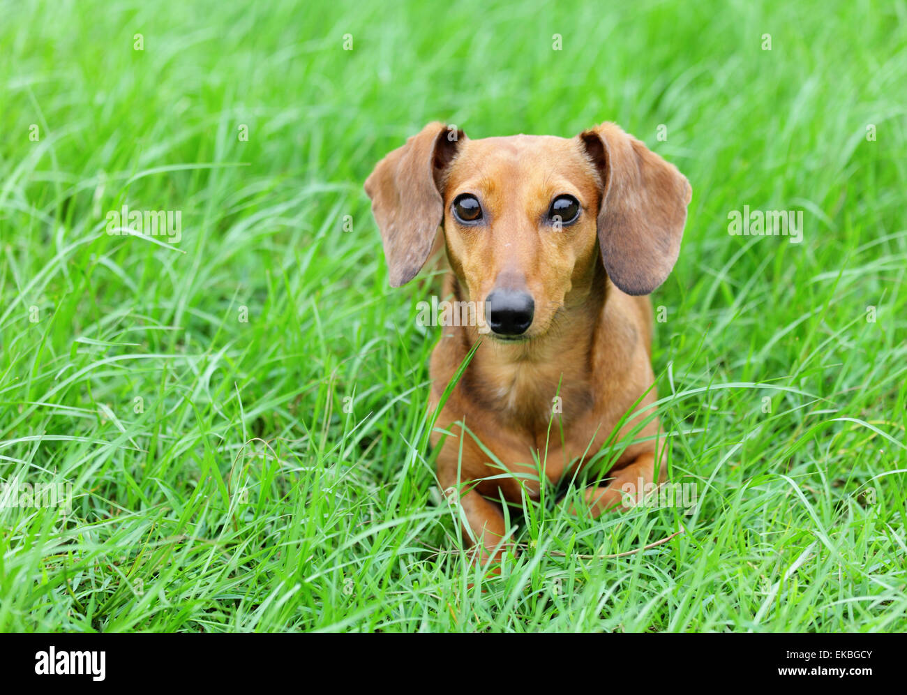 Brown dachshund dog Stock Photo Alamy