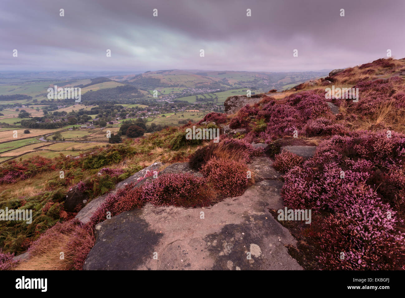 Heather on Curbar Edge at dawn with Curbar and distant Calver villages, late summer, Peak District, Derbyshire, England, Europe Stock Photo