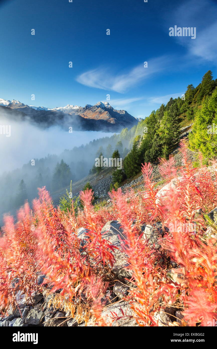 Red shrubs coloring a foggy autumn day in Engadine, near St. Moritz, Graubunden, Switzerland, Europe Stock Photo