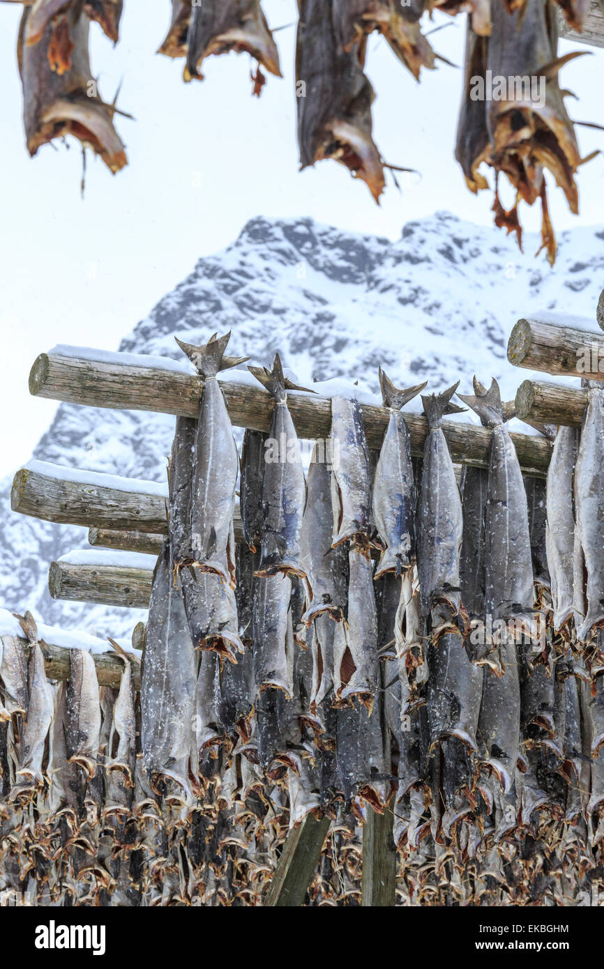 Lofoten dry cod hi-res stock photography and images - Alamy