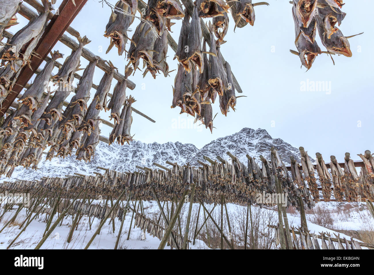 Codfish, the main product of the Lofoten Islands exposed to dry to the ...