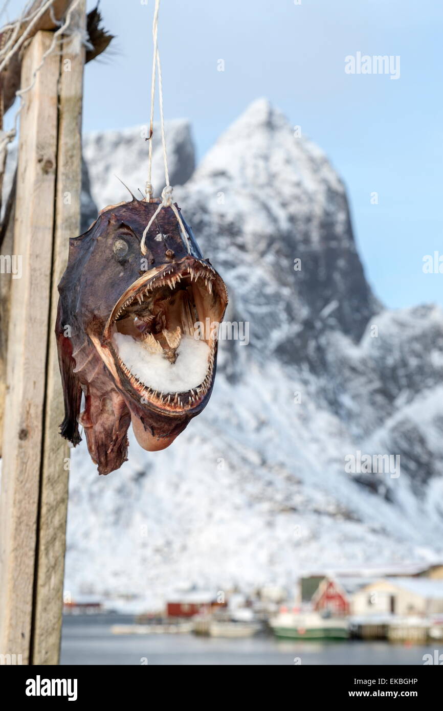 Big codfish exposed to protect the structures for drying the product which is exported worldwide, Lofoten Islands, Norway Stock Photo