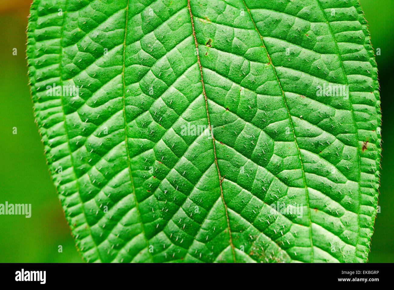 macro background of green leaf Stock Photo - Alamy