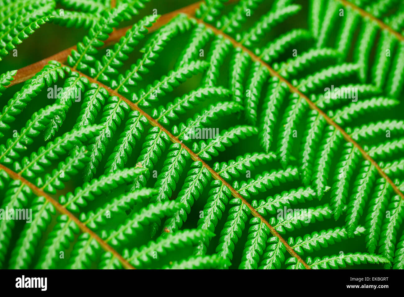 macro background of green leaf Stock Photo - Alamy