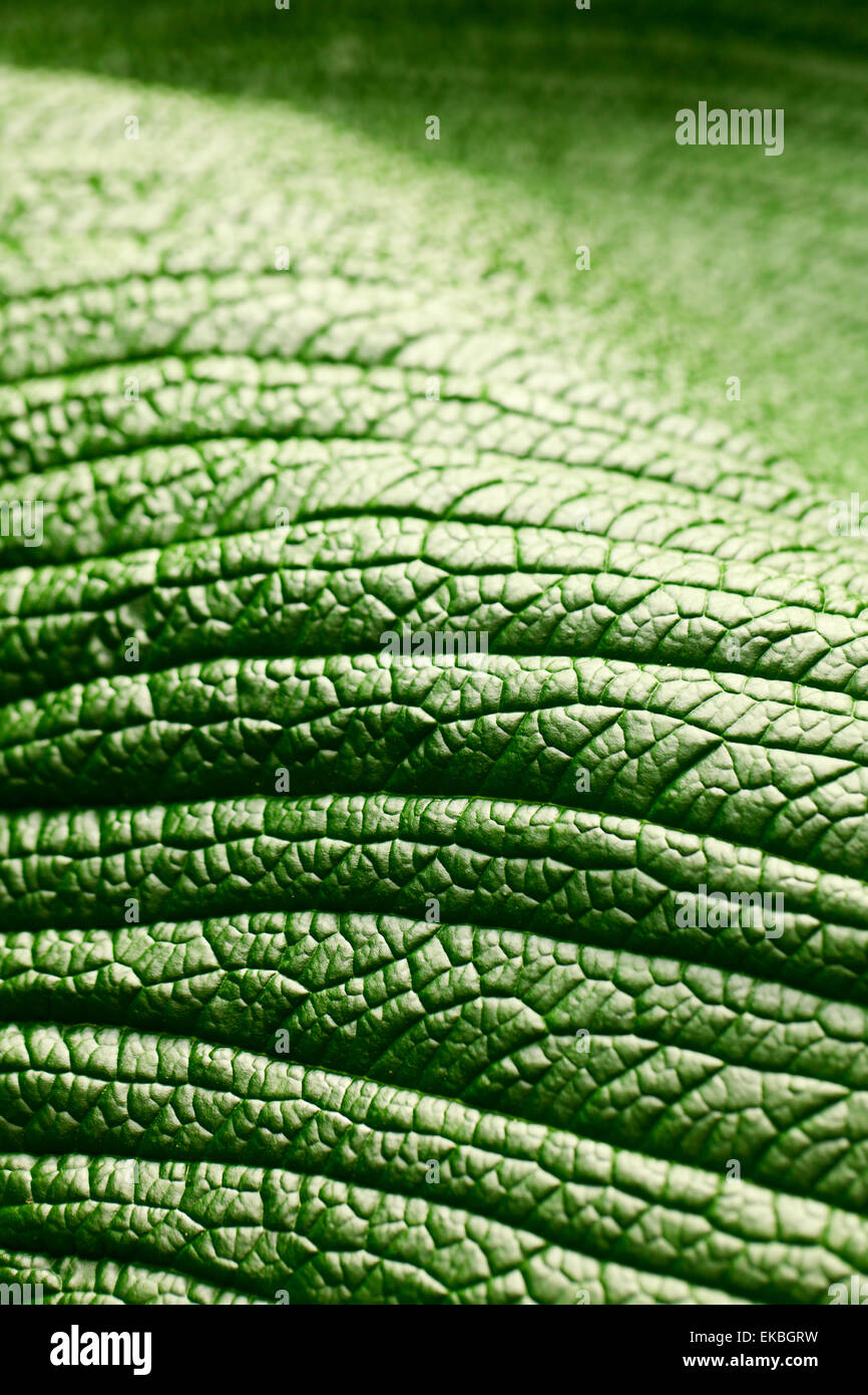 macro background of green leaf Stock Photo - Alamy