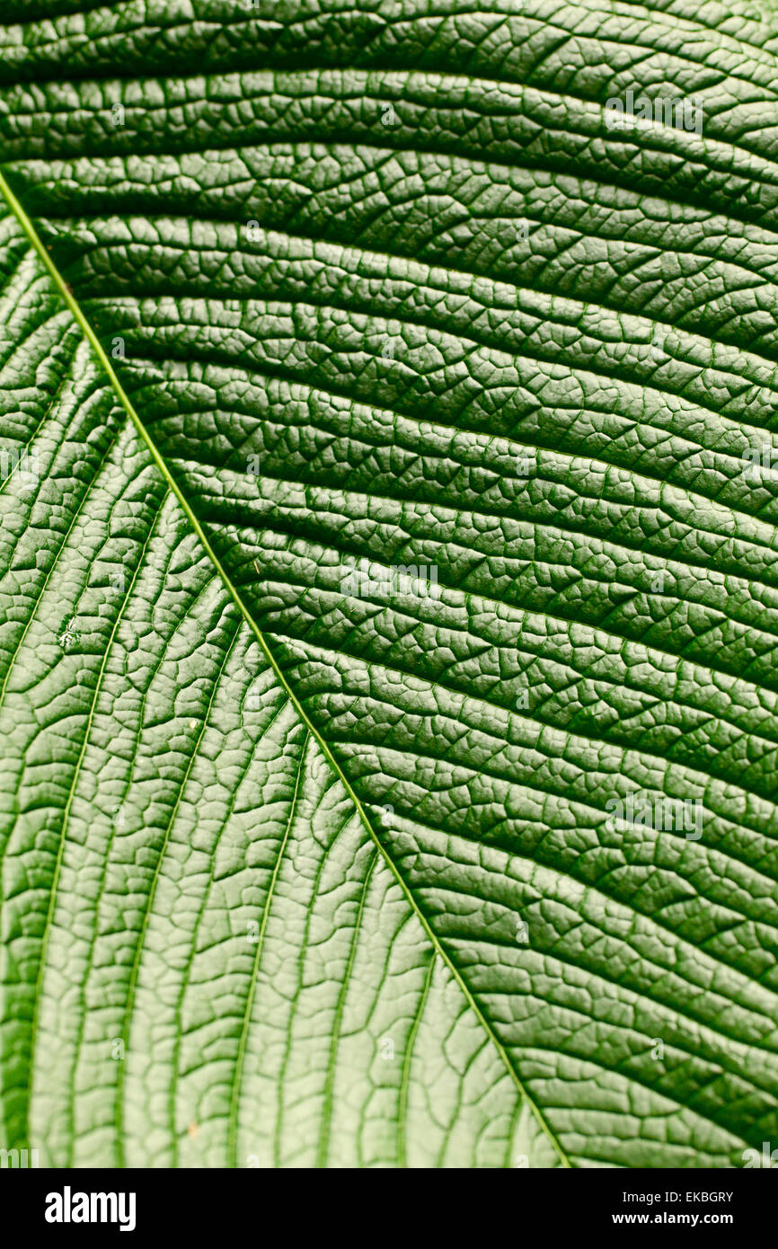 macro background of green leaf Stock Photo - Alamy