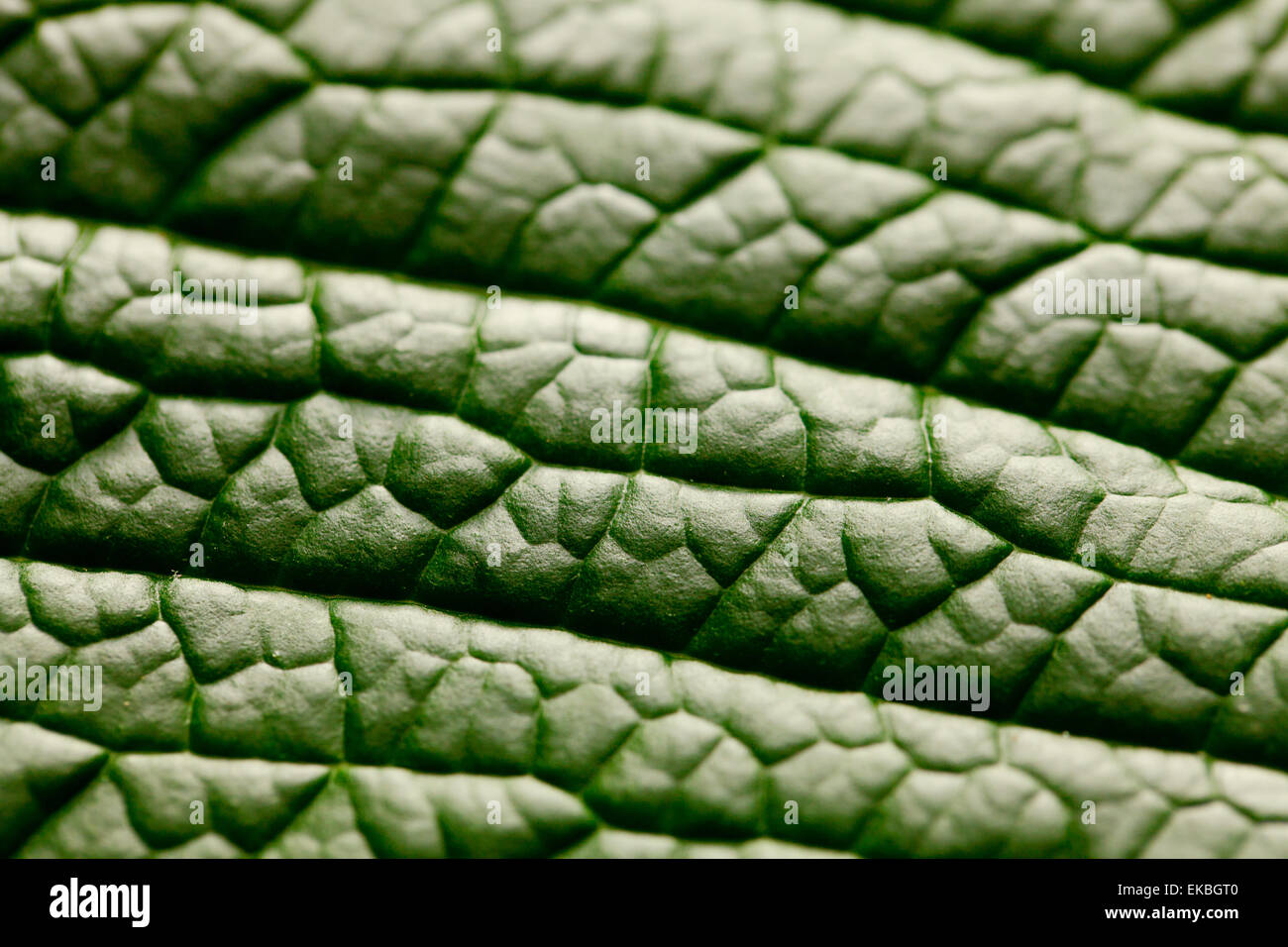 macro background of green leaf Stock Photo - Alamy