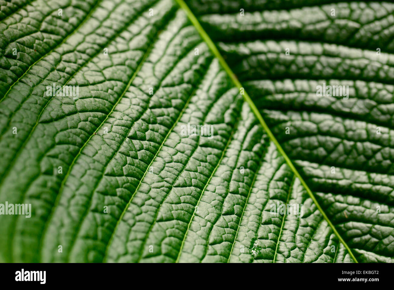 macro background of green leaf Stock Photo - Alamy