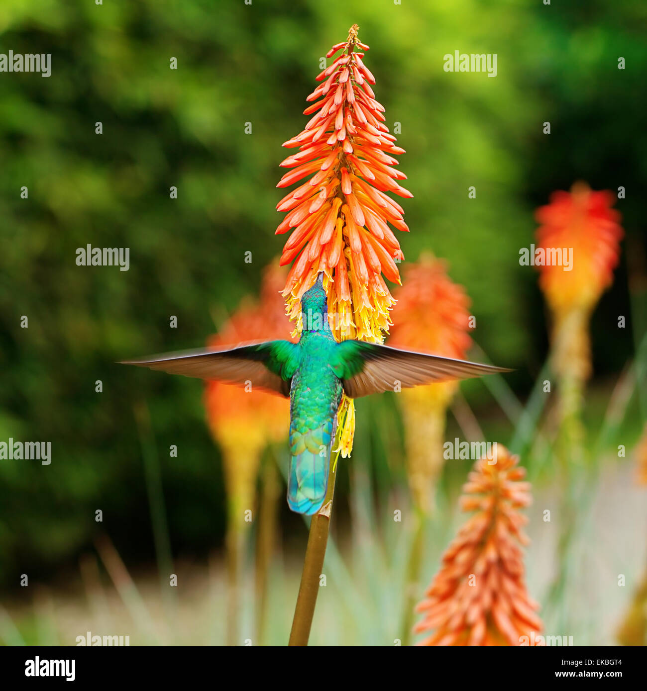 beautiful blue green hummingbird flying over a tropical orange f Stock Photo