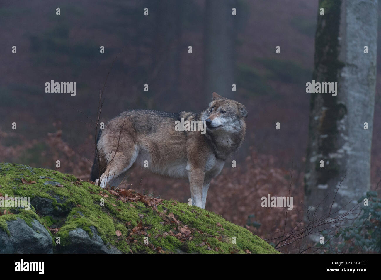 Gray wolf (Canis lupus), Bavarian Forest National Park, Bavaria ...