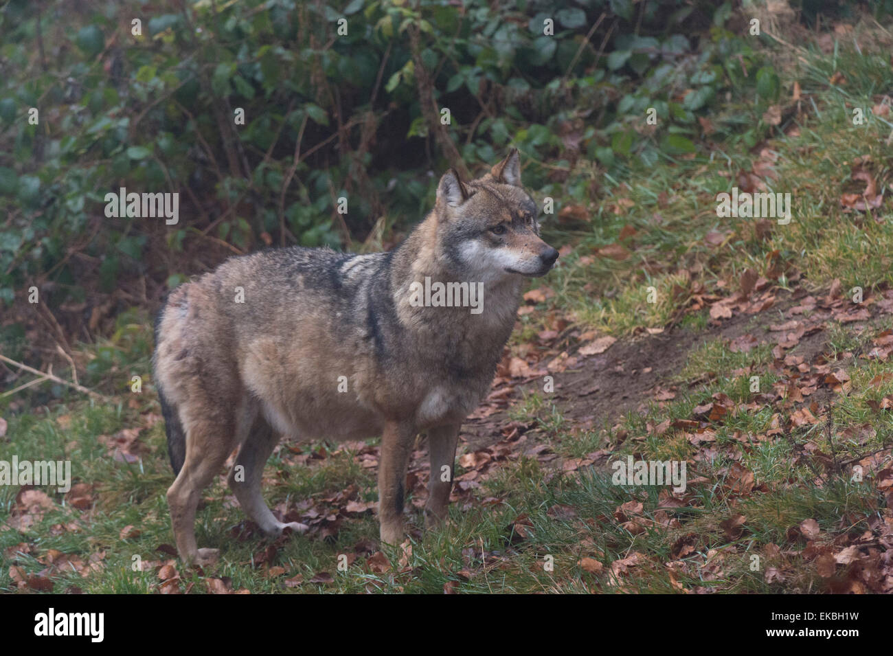 Gray wolf (Canis lupus), Bavarian Forest National Park, Bavaria, Germany, Europe Stock Photo