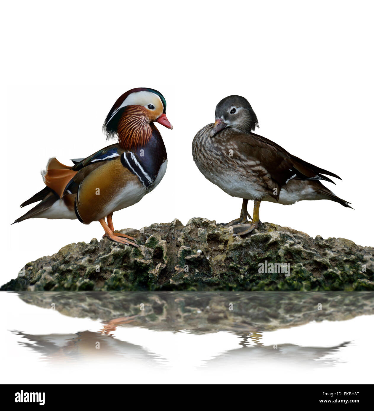 Male And Female Mandarin Ducks Stock Photo Alamy