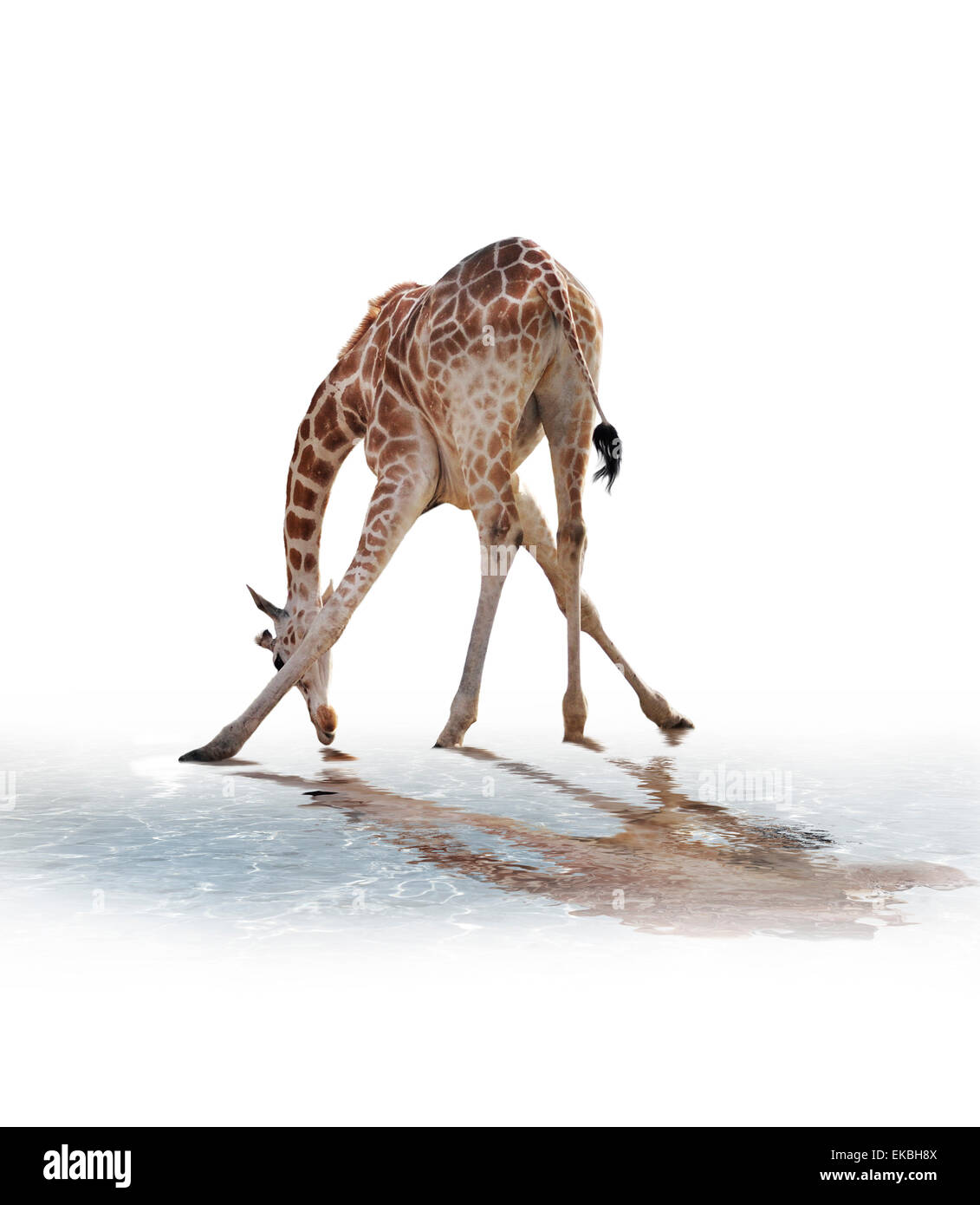 Giraffe water drinking Cut Out Stock Images & Pictures - Alamy