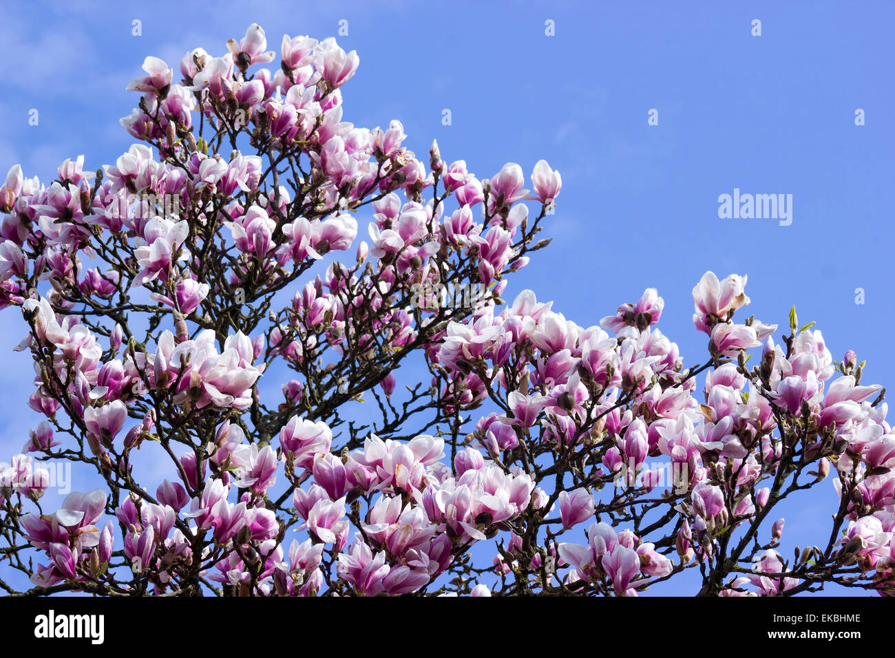 blooming magnolia tree Stock Photo - Alamy