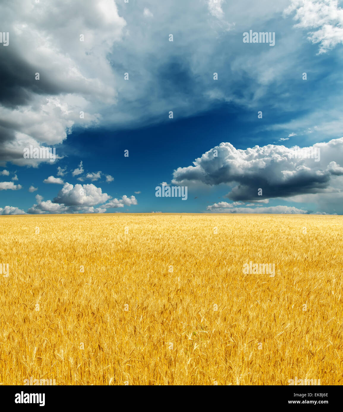 golden harvest field under dramatic sky Stock Photo - Alamy