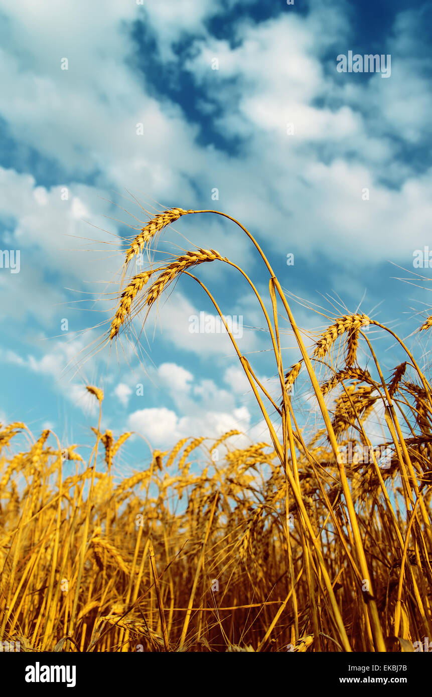 wheat field and cloudy sky Stock Photo - Alamy
