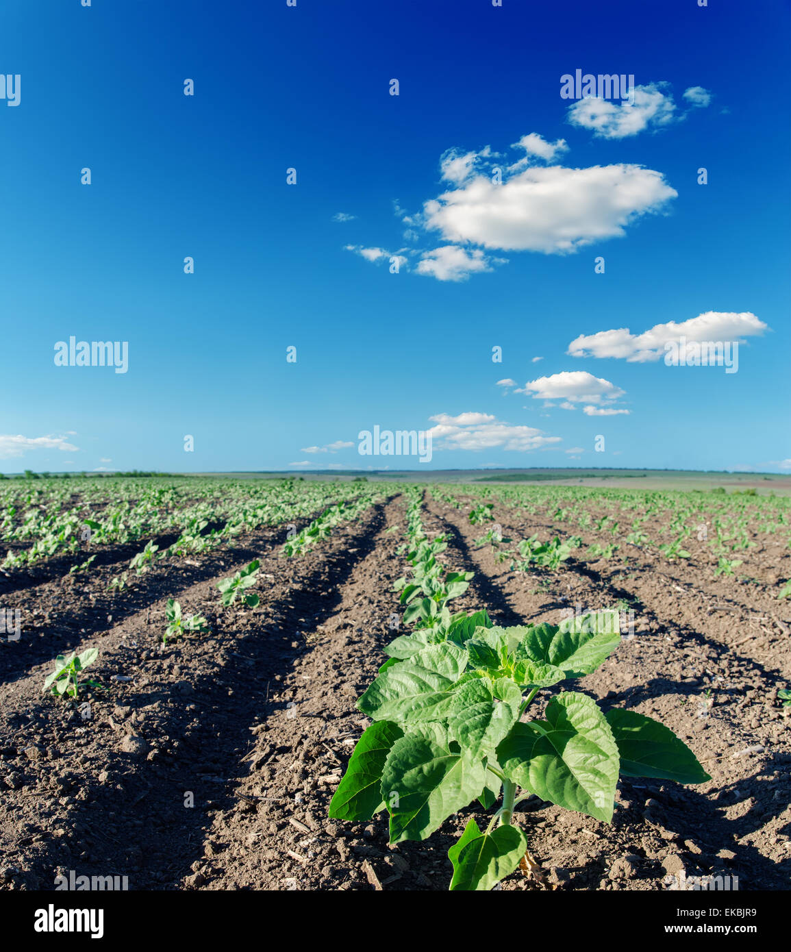 field with green sunflowers under cloudy sky Stock Photo - Alamy