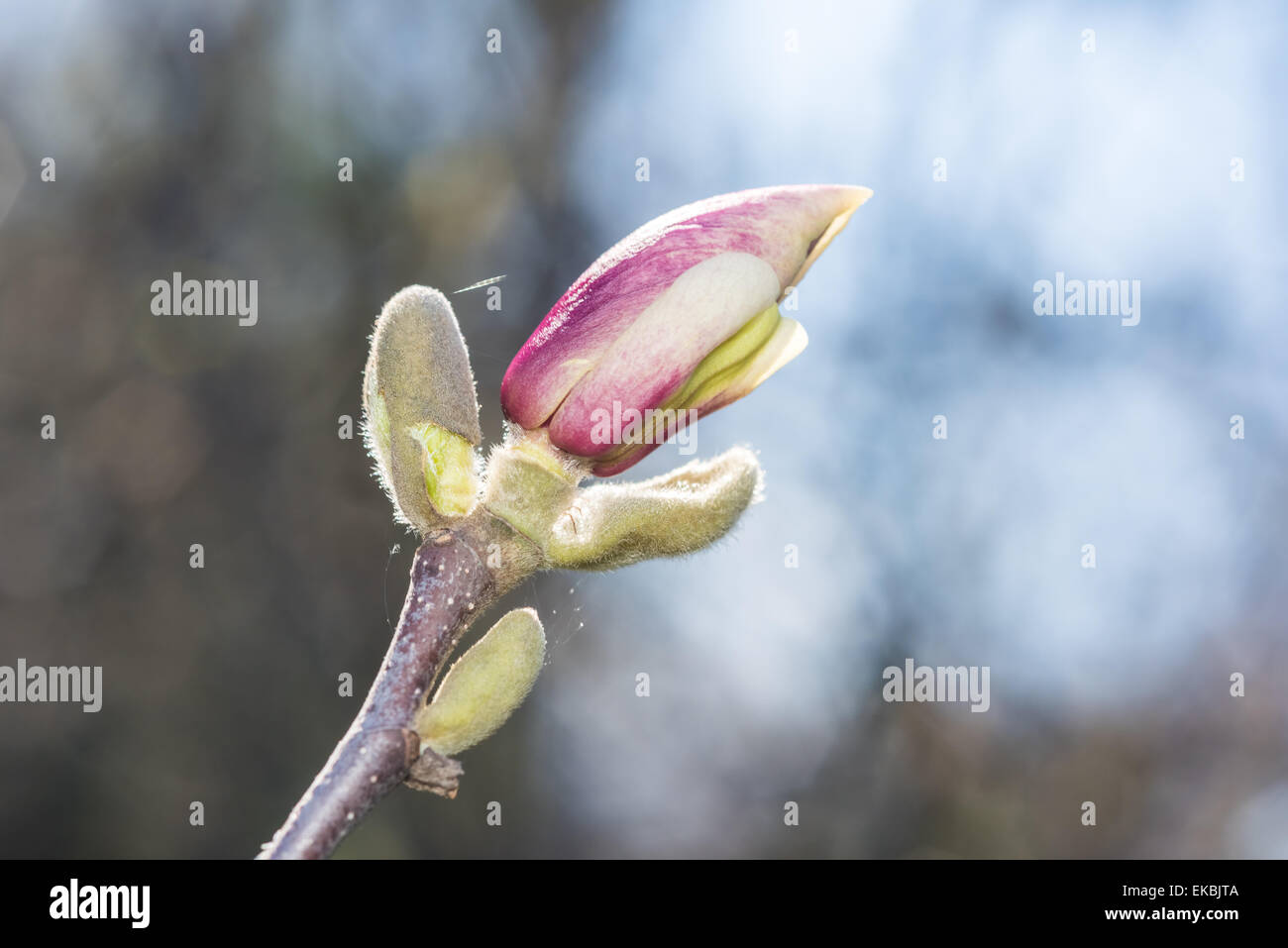 Magnolia Flower Bud Blossom In Spring Stock Photo - Alamy