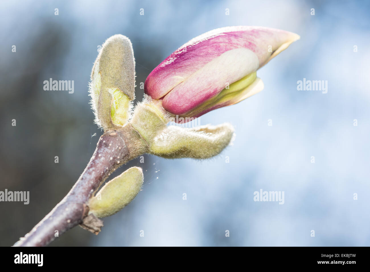Magnolia Flower Bud Blossom In Spring Stock Photo - Alamy