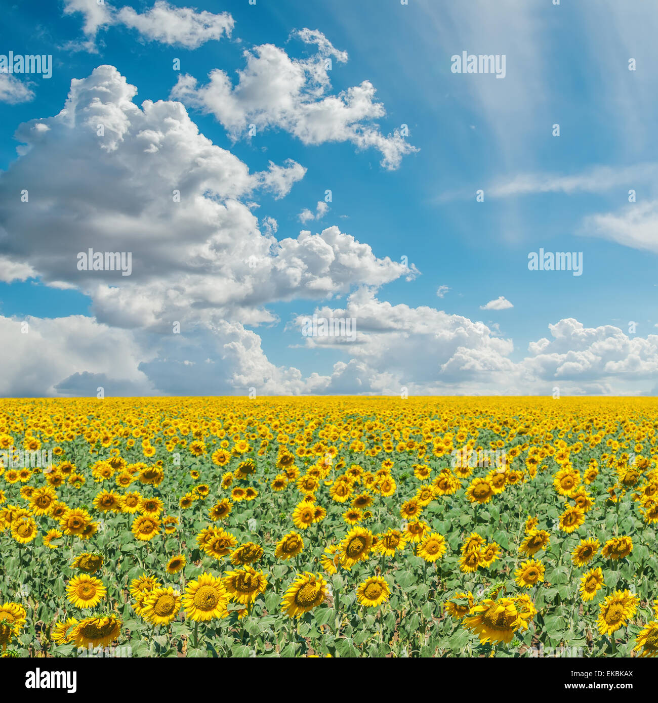blue cloudy sky and field with sunflowers Stock Photo - Alamy