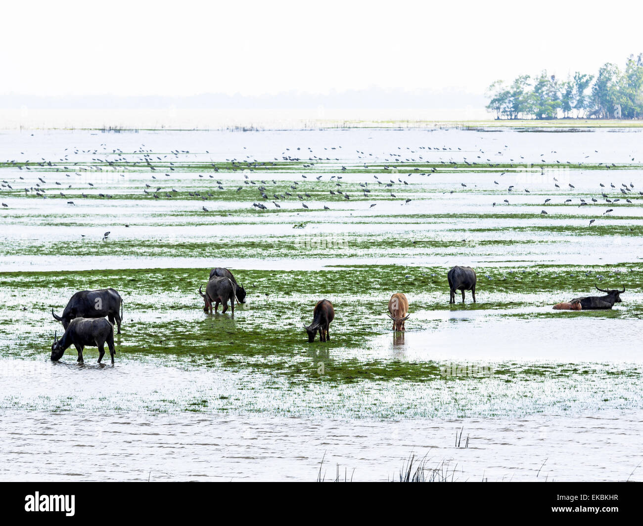 Swamp Buffaloes and Birds in Thale Noi, Phatthalung Province, Thailand Stock Photo