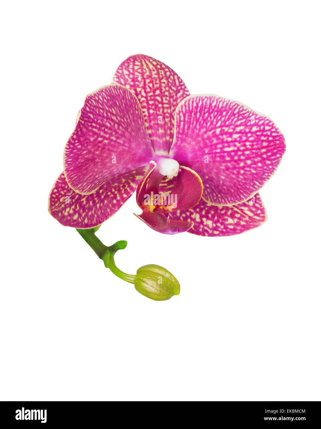 orchid flower isolated on white Stock Photo - Alamy
