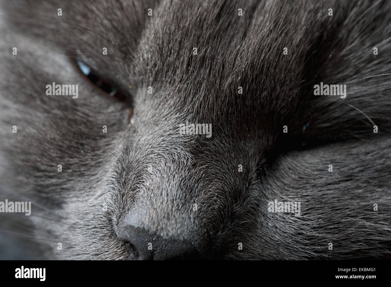 Muzzle black cat in profile hi-res stock photography and images - Alamy