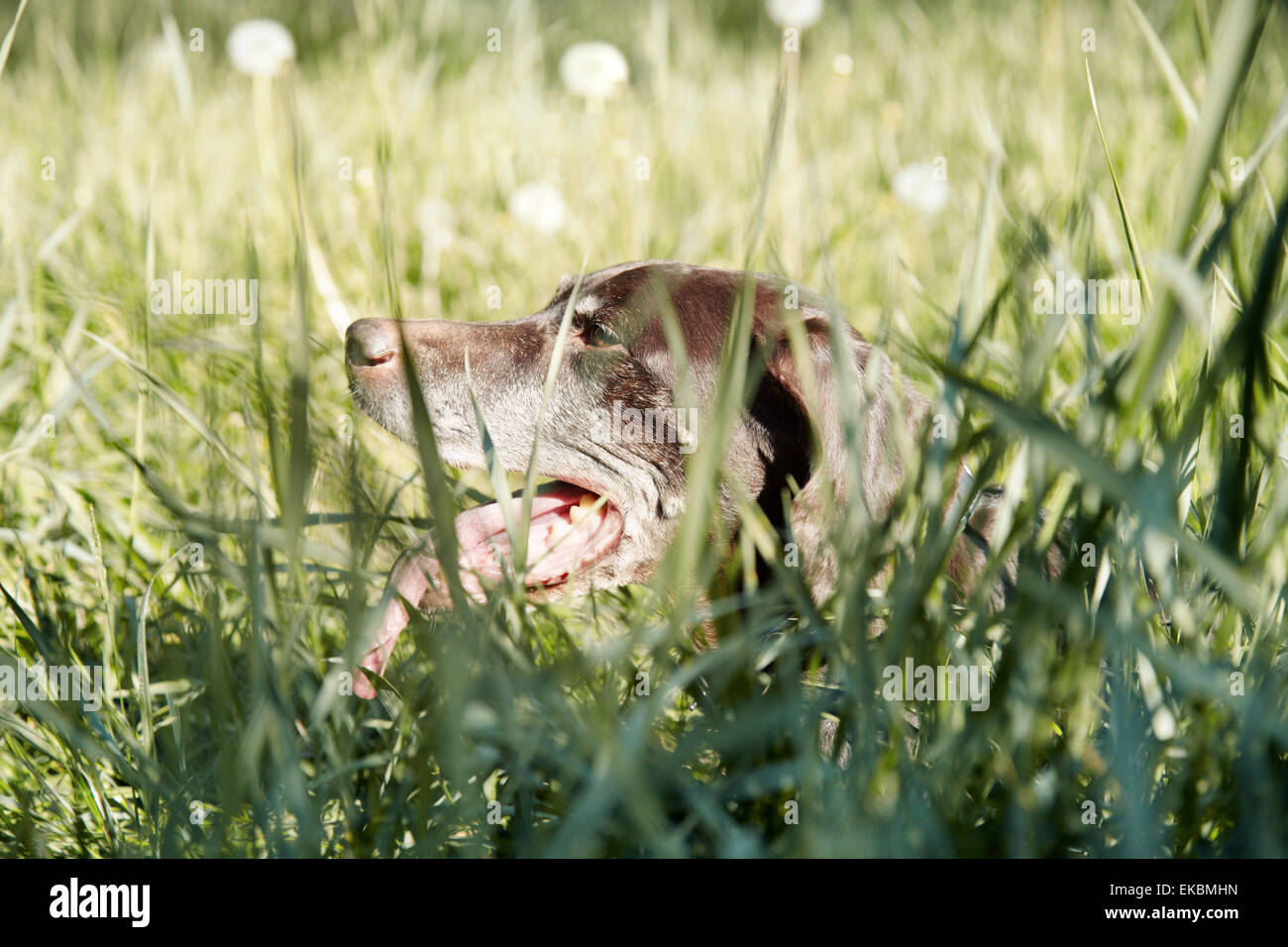 Dog in the grass Stock Photo - Alamy